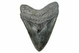 Huge, Fossil Megalodon Tooth - South Carolina #285006-1